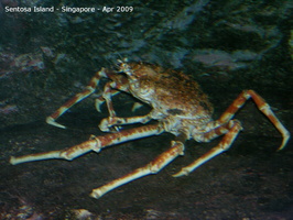 20090422 Singapore-Sentosa Island  25 of 97 